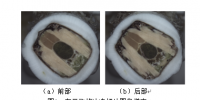 基于蝗虫切片图像的消化道三维结构重建研究