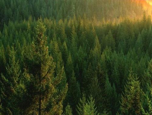 林业碳汇可助“绿水青山”变为“金山银山”