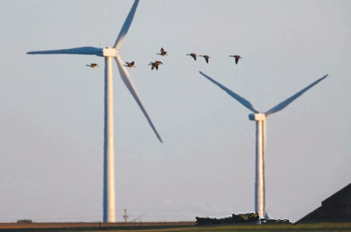 大自然保护协会认为 风能开发应规避生态脆弱区