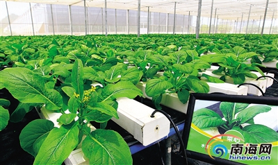 海南农业走出现代范儿 “互联网+”加出新成果