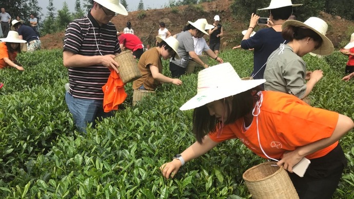 这片北纬30°的优质茶园，探索了产业扶贫拥抱“互联网+“新路