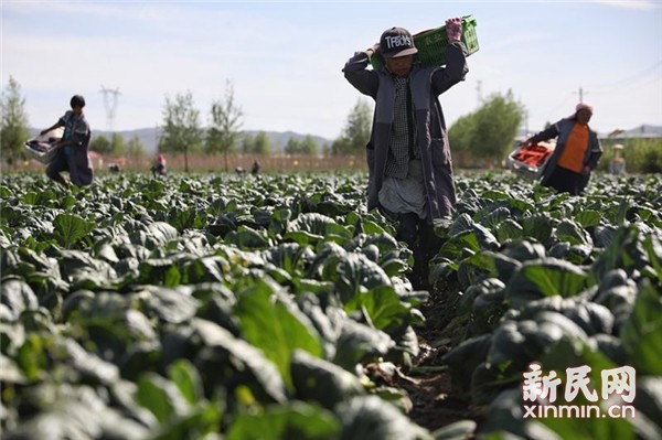 固原市原州区 冷凉蔬菜品牌试水“互联网+农业”